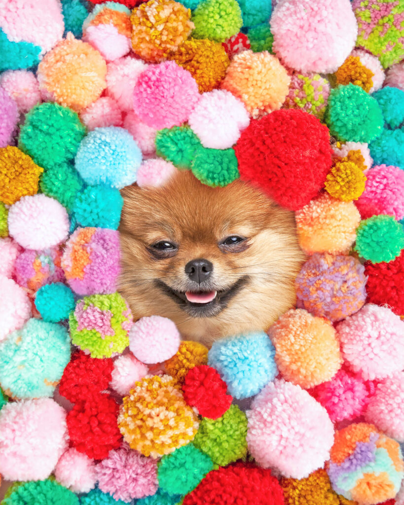 erin summer colorful prints image pomeranian+copy